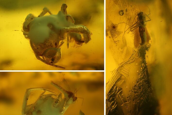 Fossil Spider (Araneae) and Prey In Baltic Amber